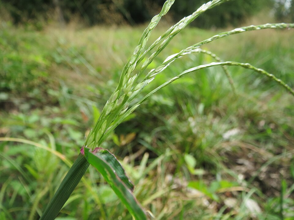 Digitaria sanguinalis (Hairy Crabgrass) (alternate view 6)