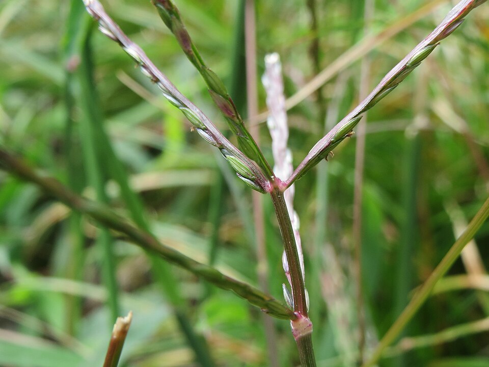 Digitaria sanguinalis (Hairy Crabgrass) (alternate view 7)