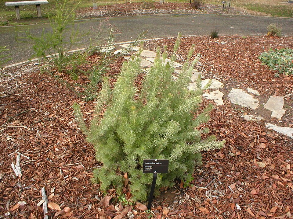 Adenanthos sericeus (alternate view 3)