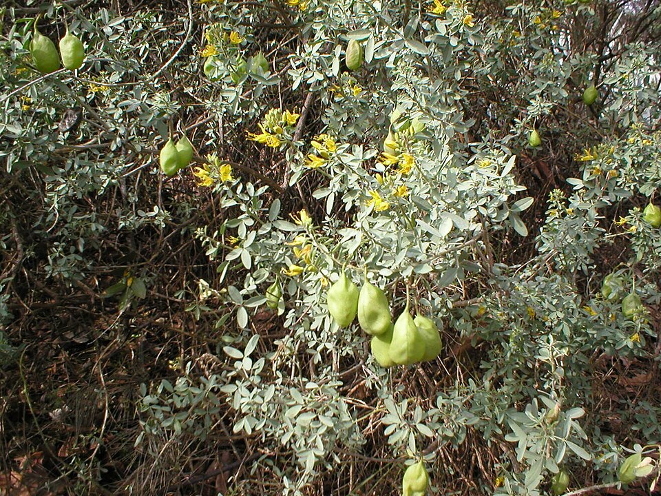 Cleomella arborea (Bladderpod) (alternate view 3)