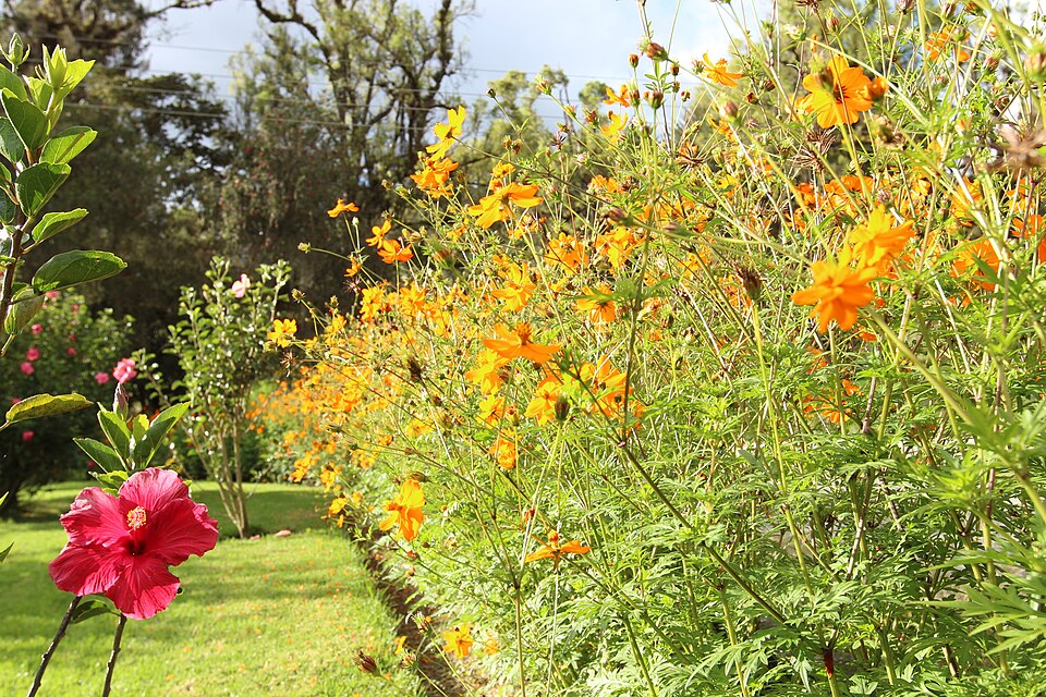Cosmos sulphureus (Yellow Cosmos) (alternate view 8)