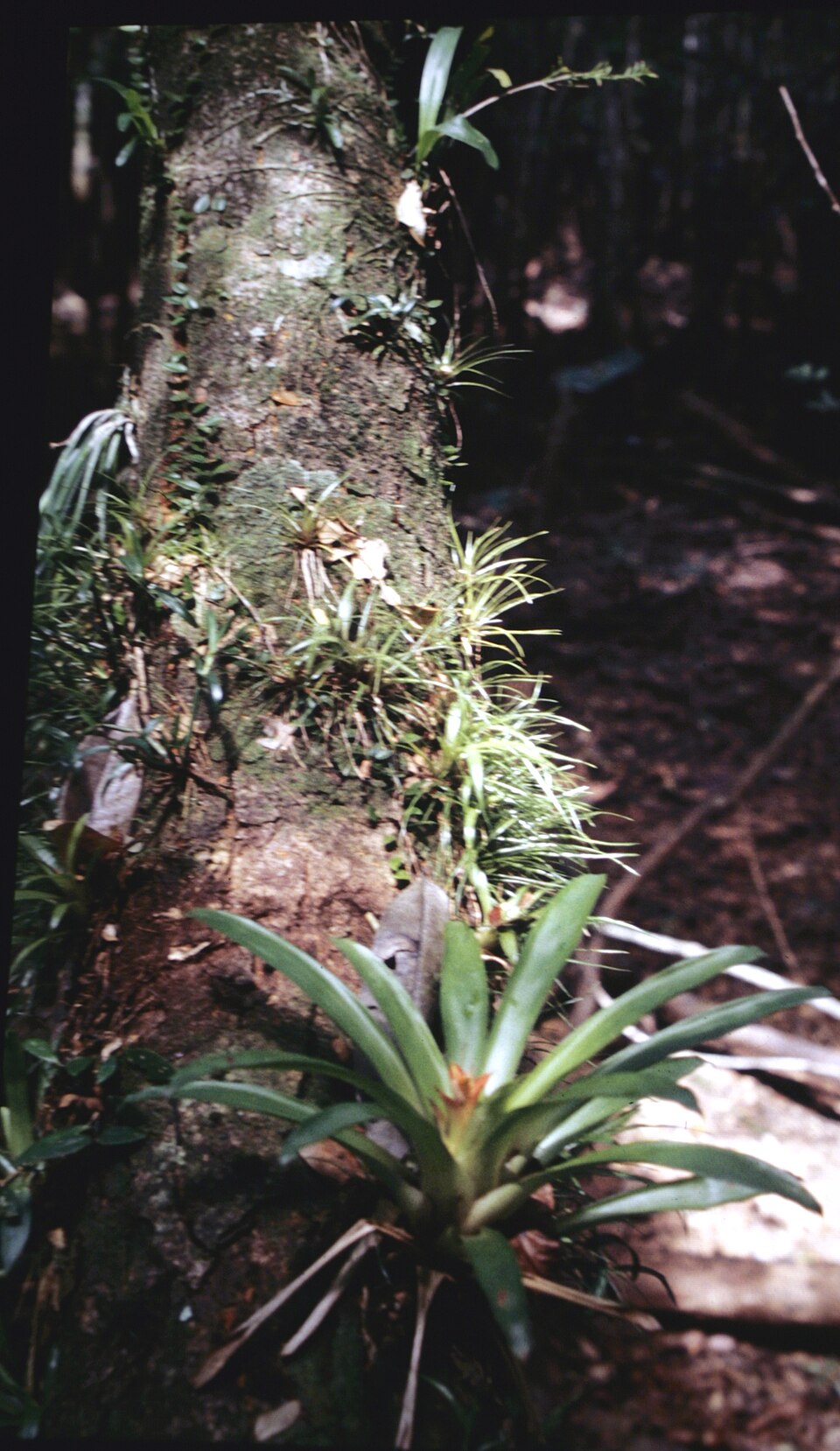Guzmania lingulata (Scarlet Star) (alternate view 6)