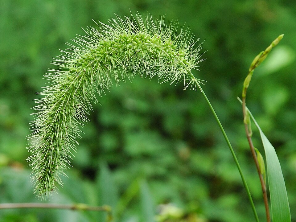 Setaria faberi (giant foxtail) (alternate view 7)