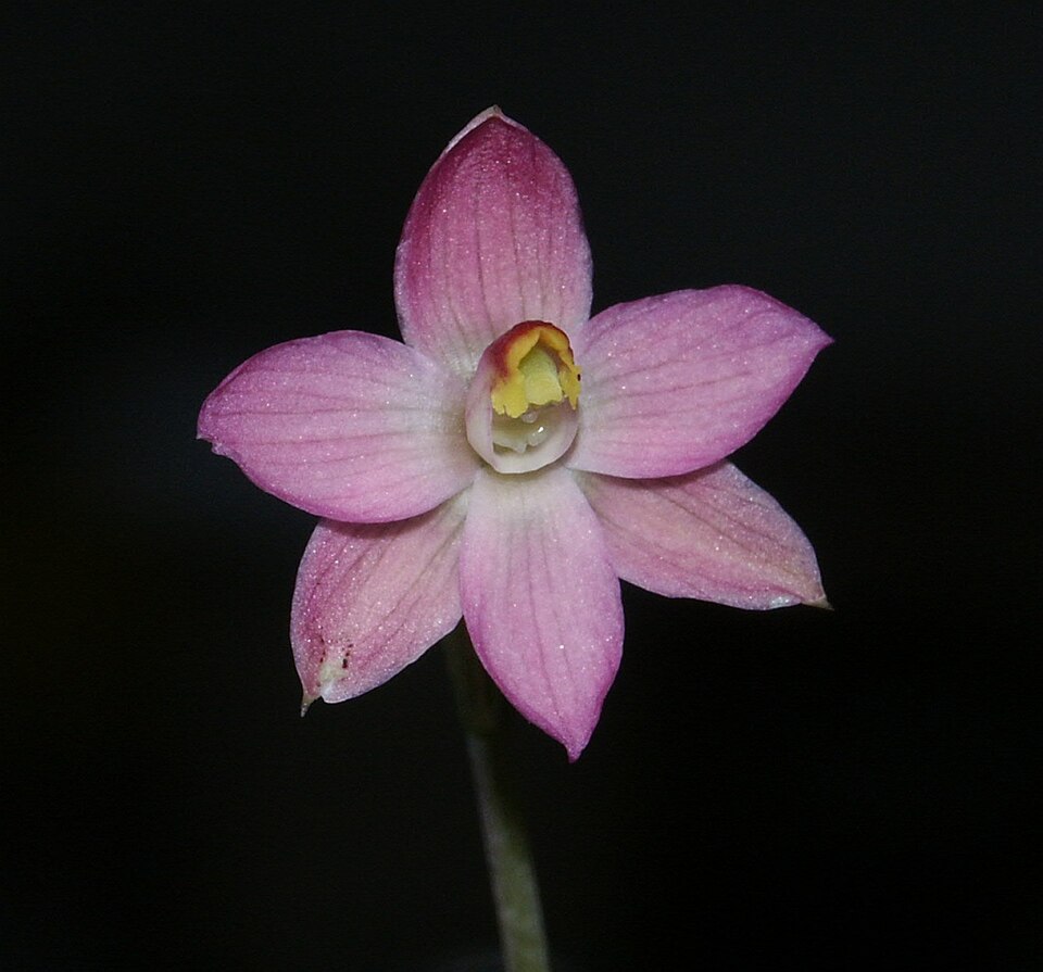 Thelymitra rubra (salmon sun-orchid) (alternate view 6)