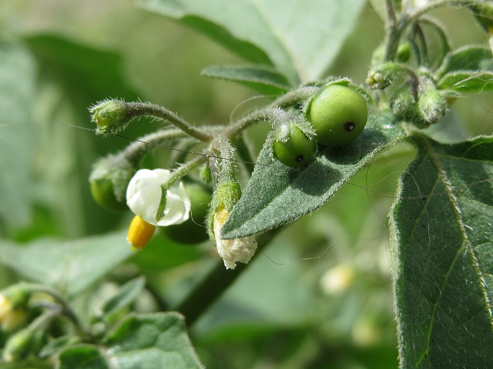 Solanum nigrum (black nightshade) (alternate view 8)