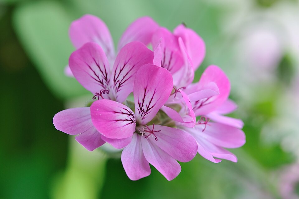 Pelargonium capitatum (rose-scented geranium) (alternate view 7)