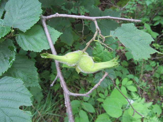 Corylus cornuta (hazel) (alternate view 3)
