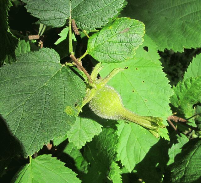 Corylus cornuta (hazel) (alternate view 4)