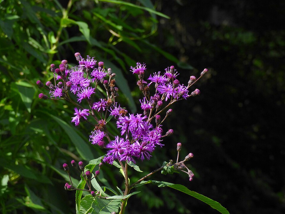 Vernonia gigantea (Tall Ironweed) (alternate view 4)