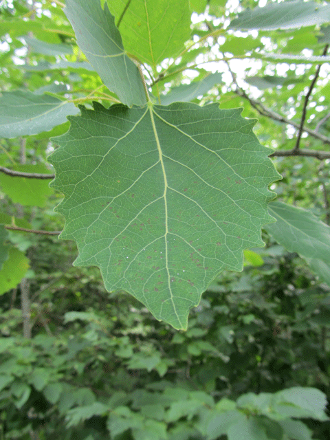 Populus grandidentata (bigtooth aspen) (alternate view 3)