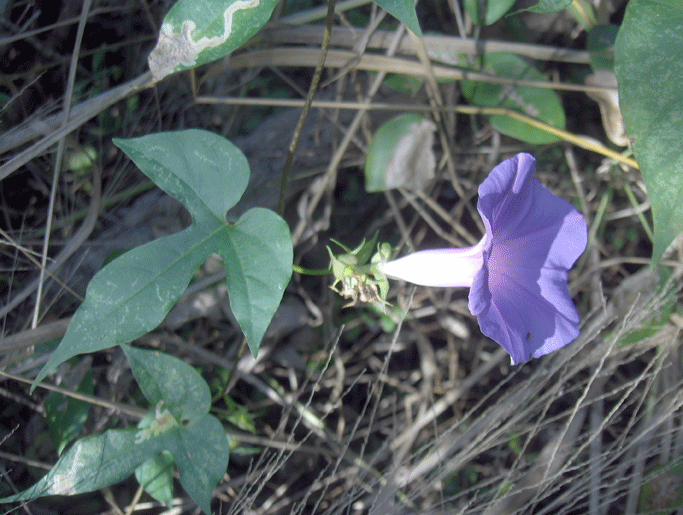 Ipomoea indica (oceanblue morning glory)