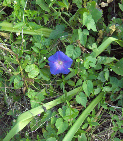 Ipomoea indica (oceanblue morning glory)