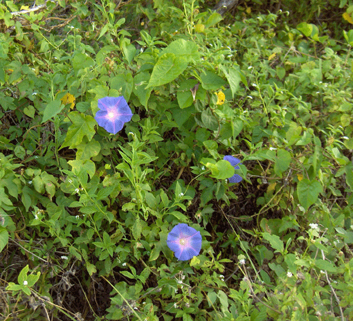 Ipomoea indica (oceanblue morning glory)