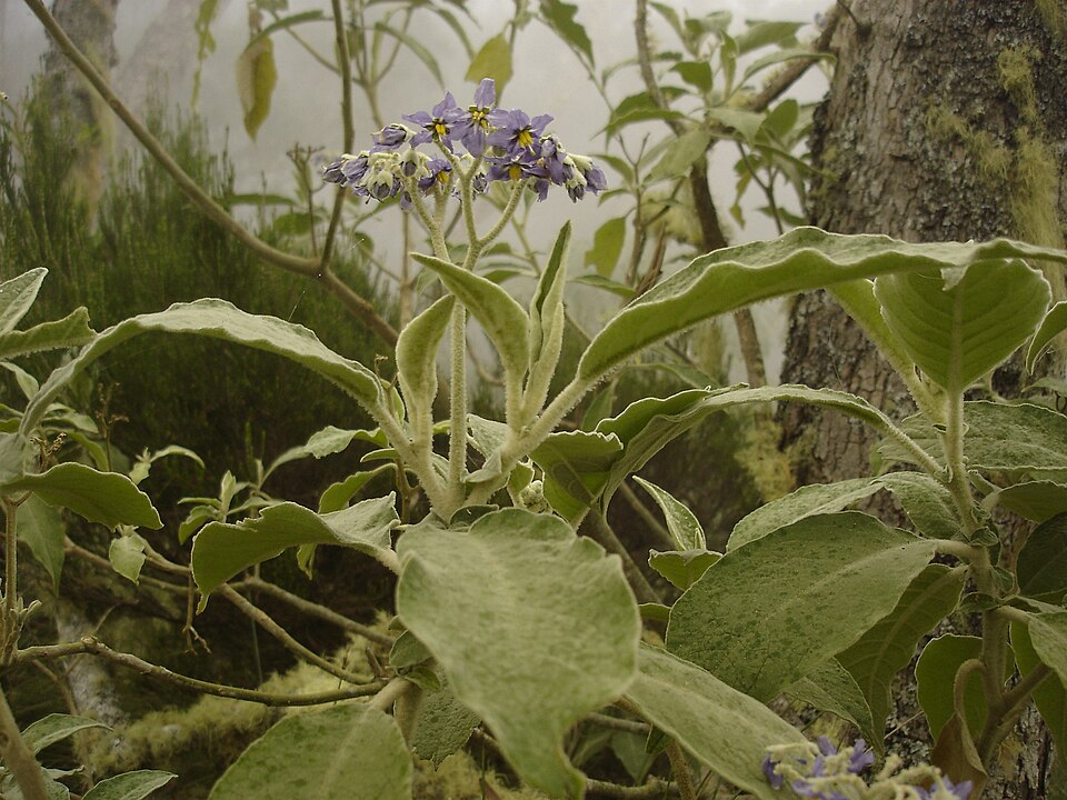 Solanum mauritianum (bugweed)
