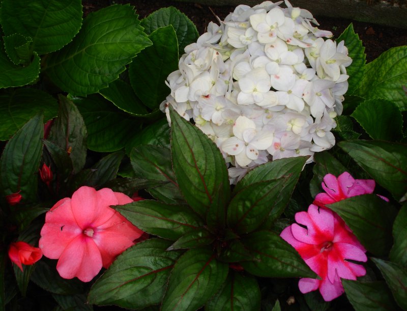 Impatiens hawkeri (New Guinea Impatiens) (alternate view 7)