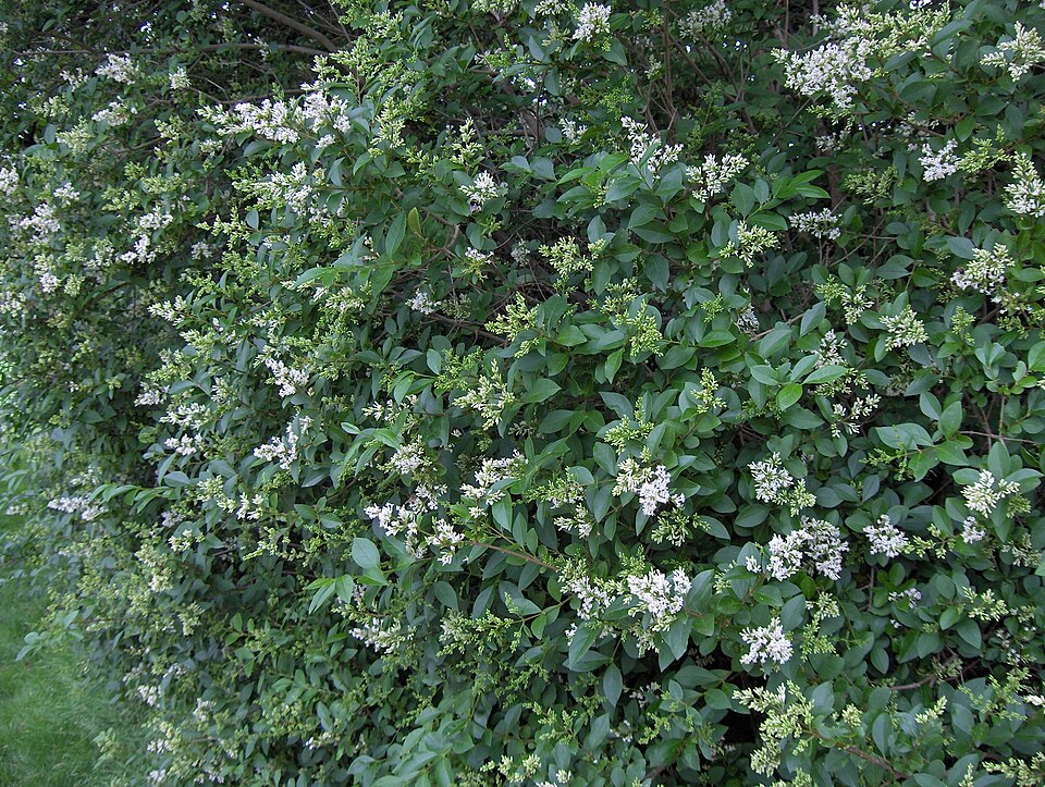 Ligustrum ovalifolium (garden privet)