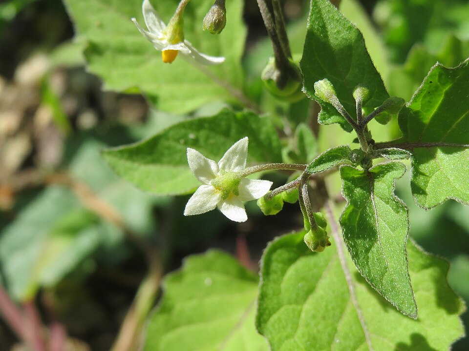 Solanum nigrum (black nightshade) (alternate view 9)
