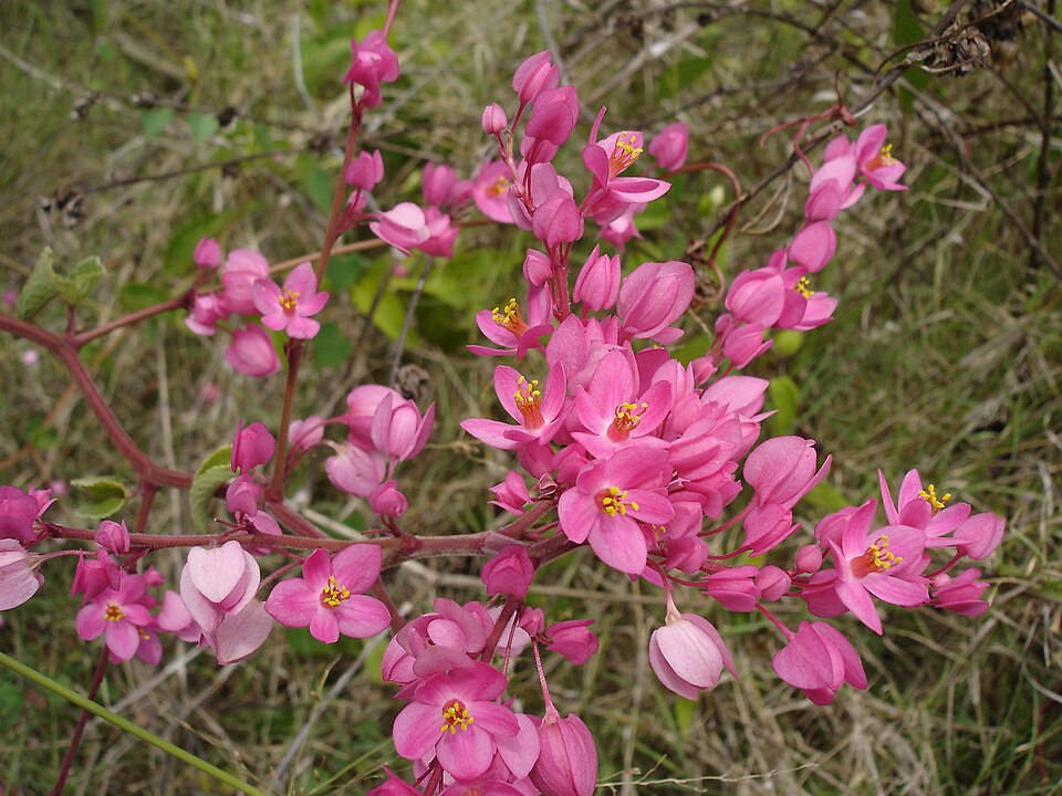 Antigonon leptopus (Coral Vine) (alternate view 7)