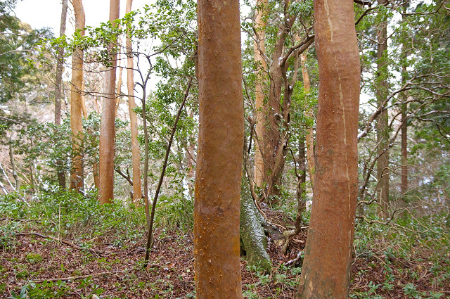 Stewartia monadelpha (tall stewartia) (alternate view 5)