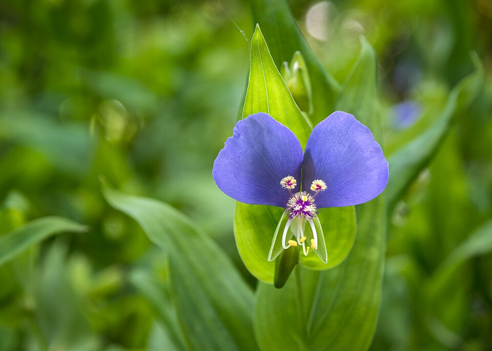Tinantia anomala (False dayflower) (alternate view 2)