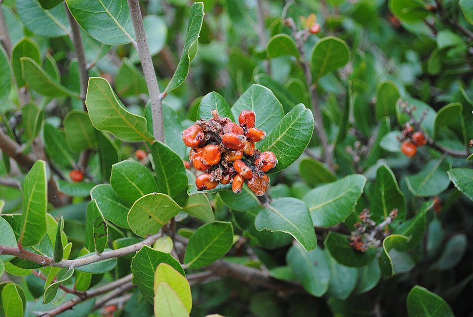 Rhus integrifolia (lemonade berry)