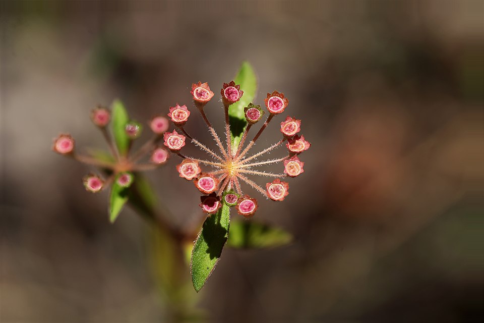Pomax umbellata (pomax) (alternate view 6)