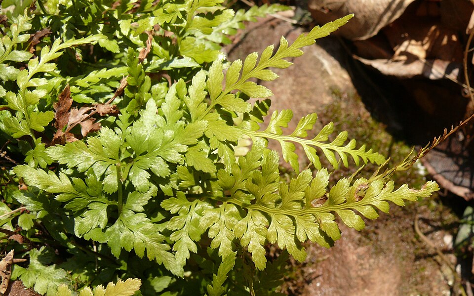 Asplenium adiantum-nigrum (black spleenwort)