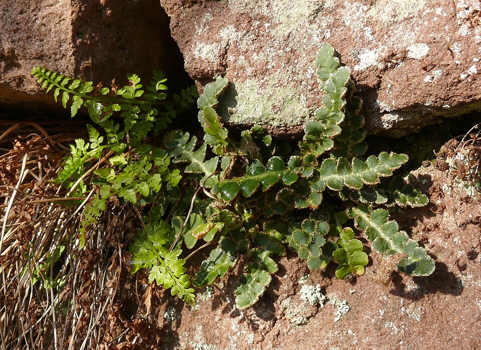 Asplenium ceterach (Rustyback)