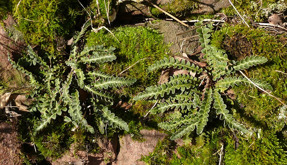 Asplenium ceterach (Rustyback)