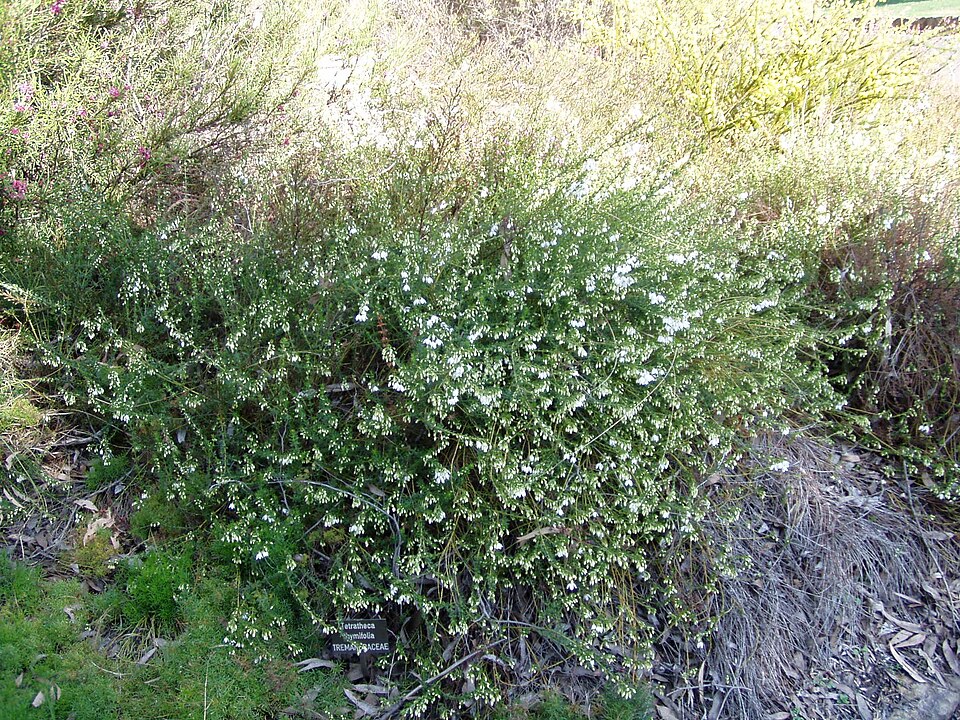 Tetratheca thymifolia (Thyme Pink-bells)