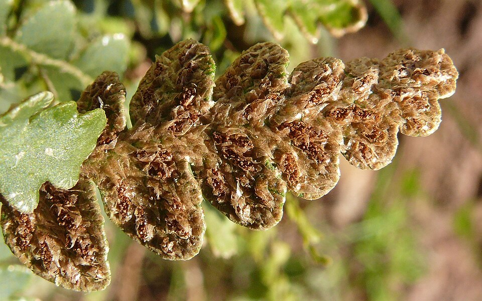 Asplenium ceterach (Rustyback)