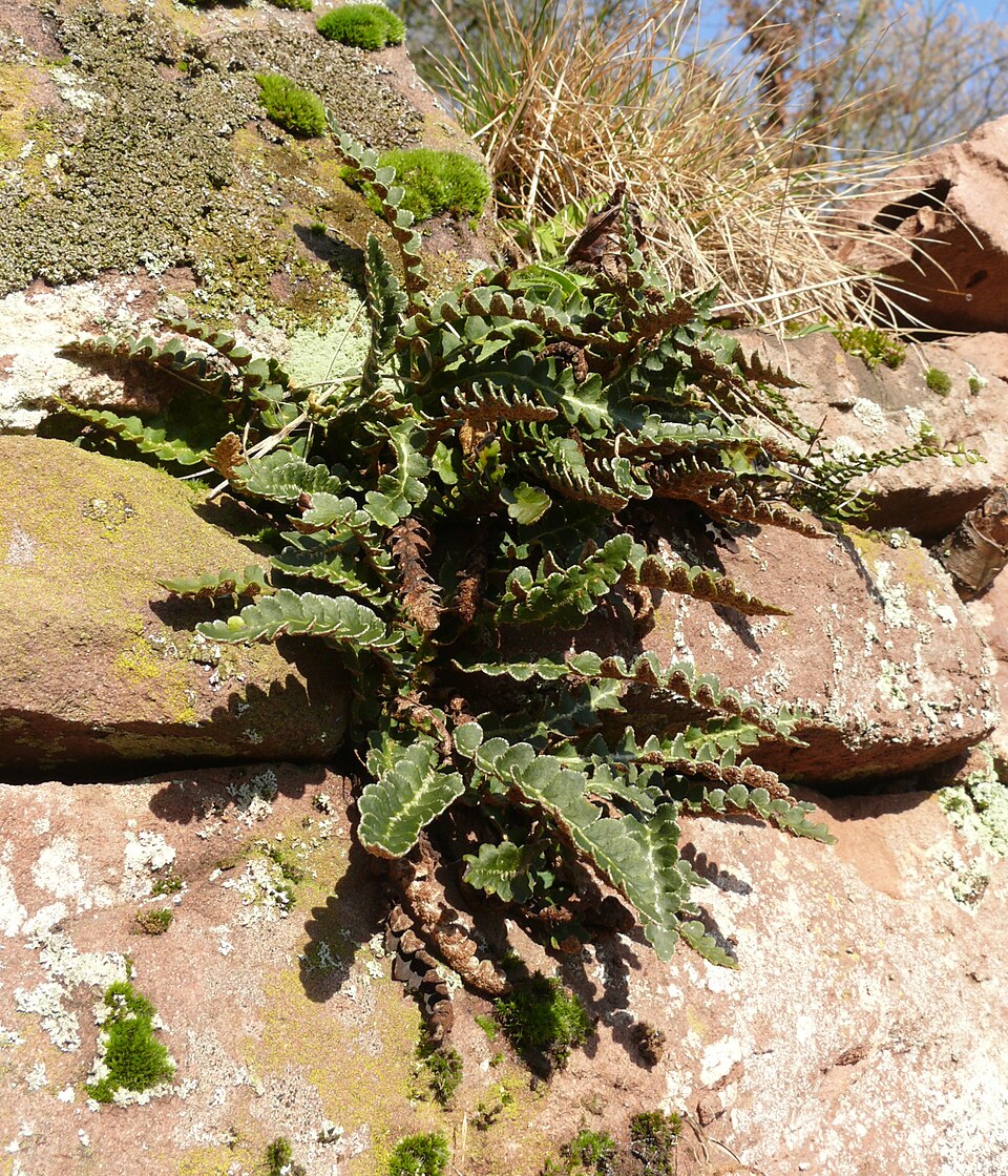 Asplenium ceterach (Rustyback)