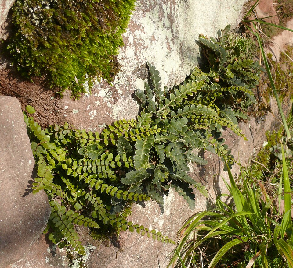 Asplenium trichomanes (Maidenhair Spleenwort) (alternate view 8)
