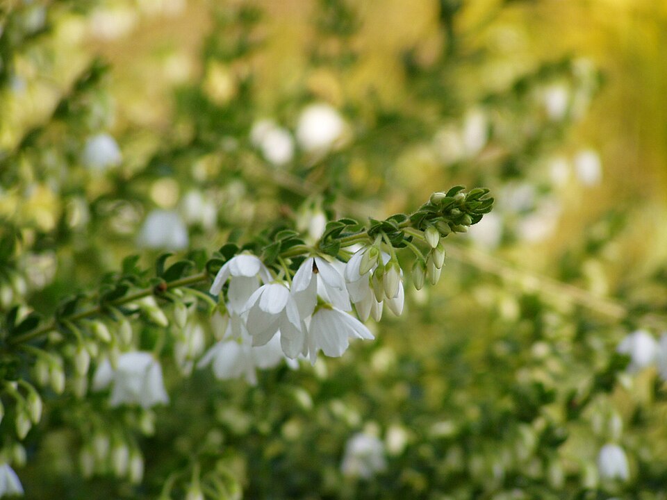 Tetratheca thymifolia (Thyme Pink-bells) (alternate view 2)