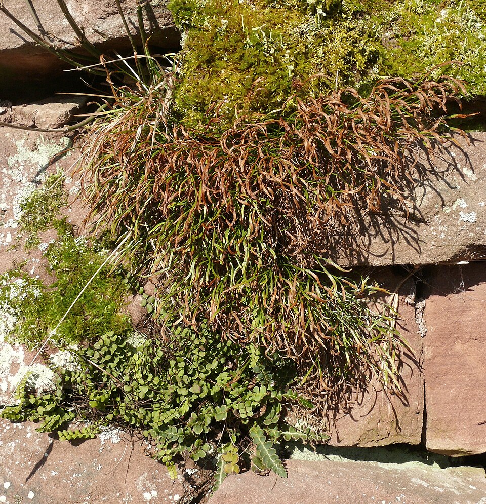 Asplenium trichomanes (Maidenhair Spleenwort) (alternate view 9)