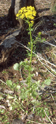 Packera glabella (Butterweed)