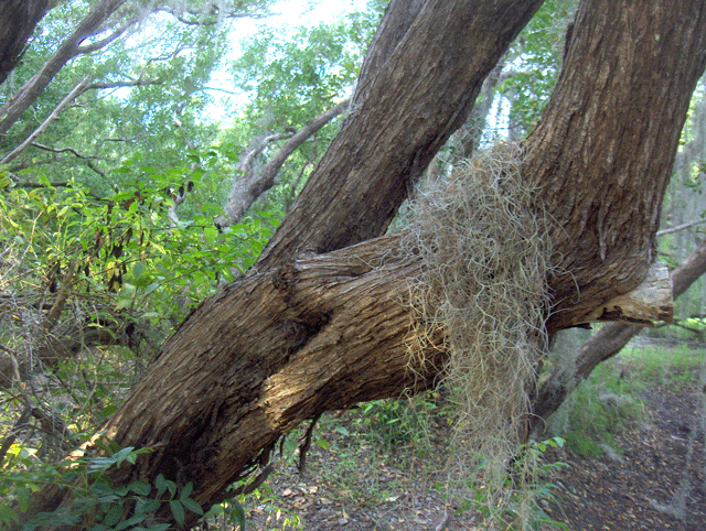 Conocarpus erectus (Green Buttonwood) (alternate view 6)