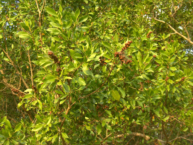 Conocarpus erectus (Green Buttonwood) (alternate view 7)
