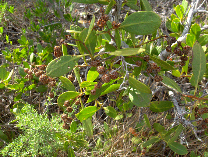 Conocarpus erectus (Green Buttonwood) (alternate view 8)