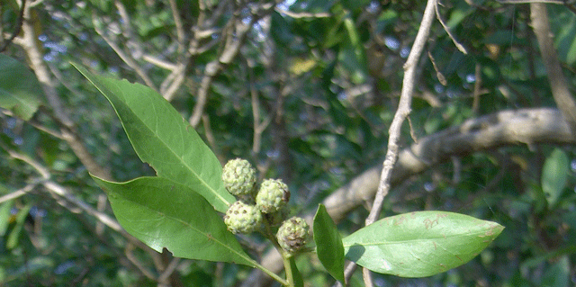 Conocarpus erectus (Green Buttonwood) (alternate view 9)