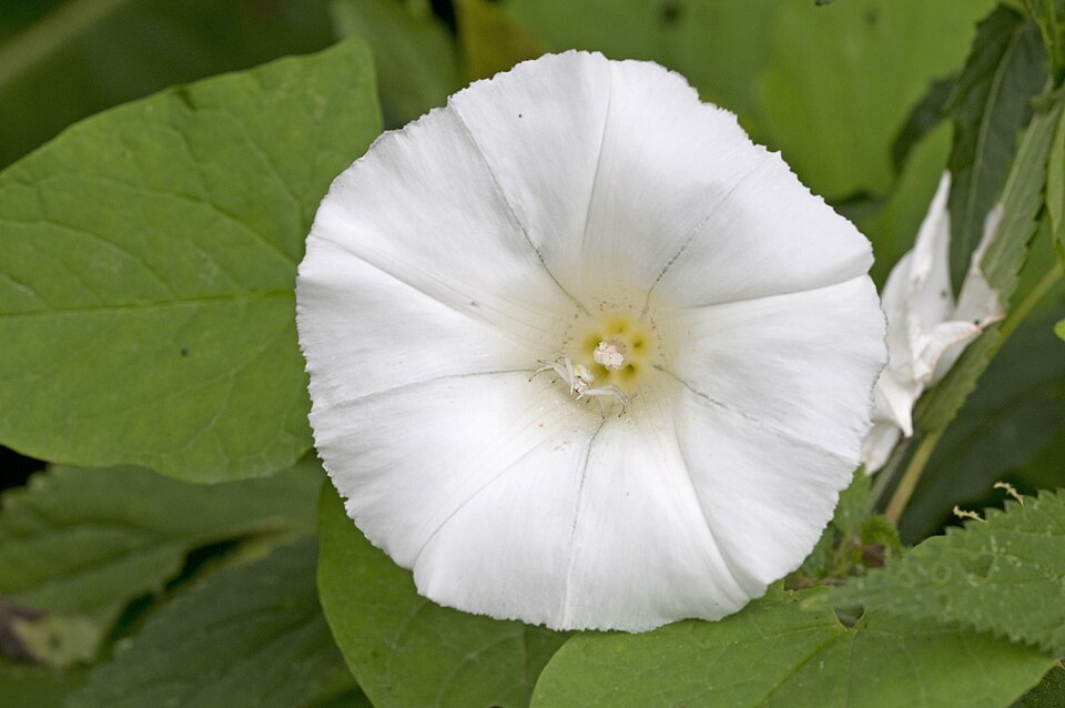 Calystegia silvatica (large bindweed)