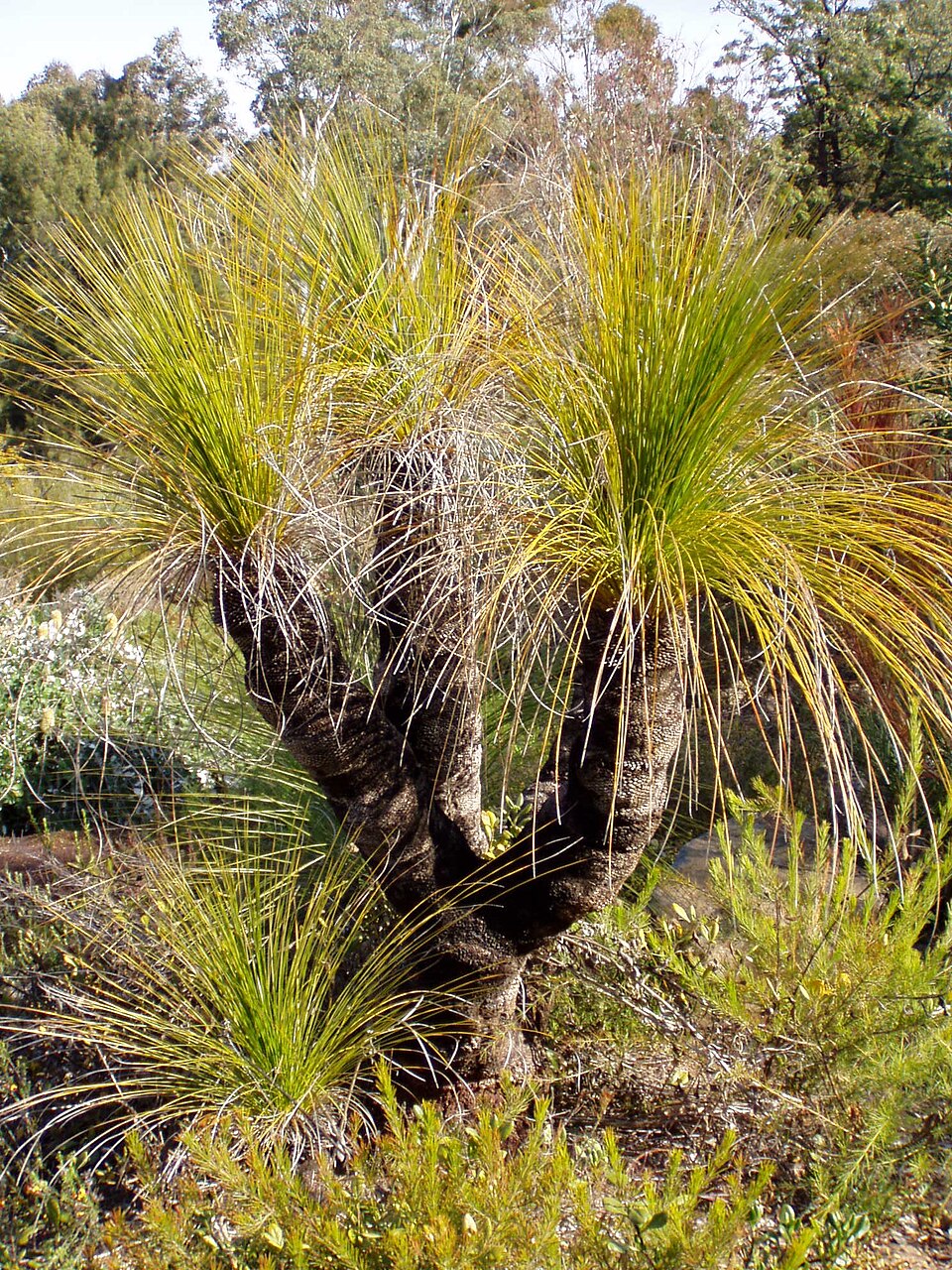 Xanthorrhoea johnsonii (Forest Grasstree) (alternate view 6)