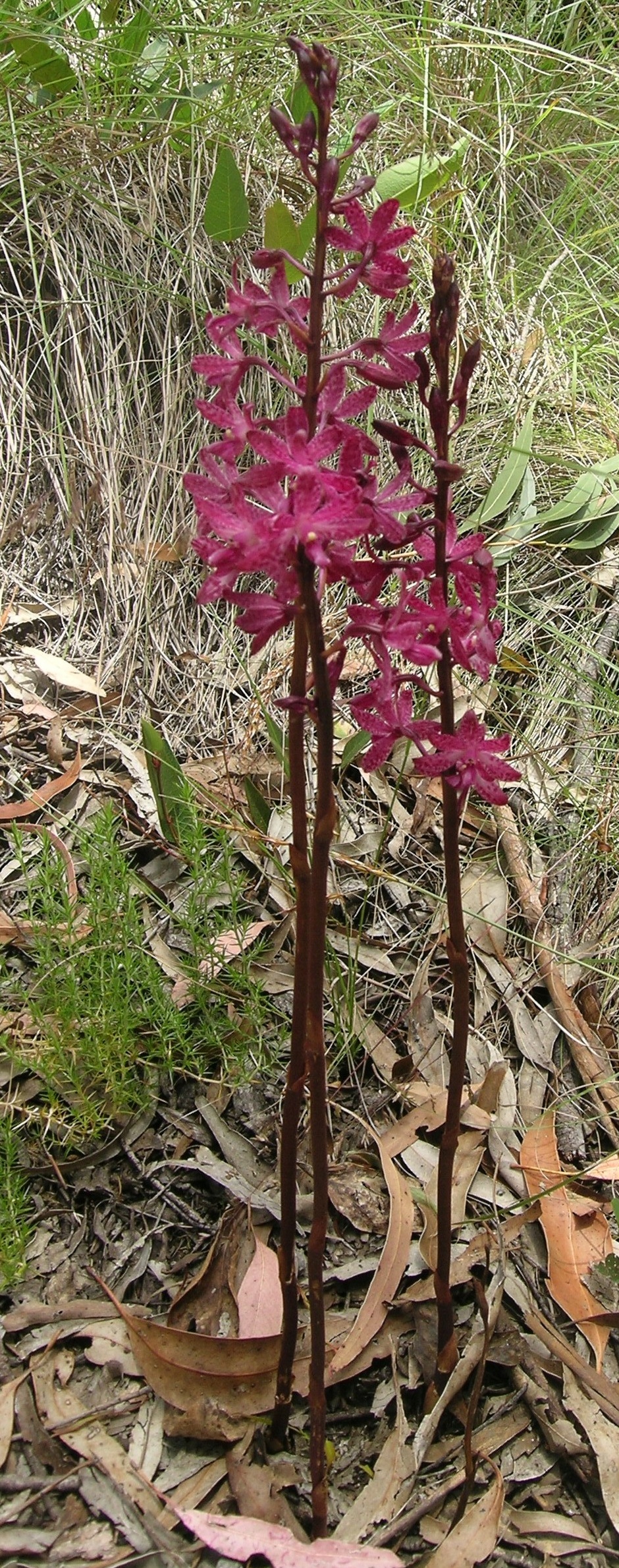 Dipodium punctatum (Blotched Hyacinth-Orchid)