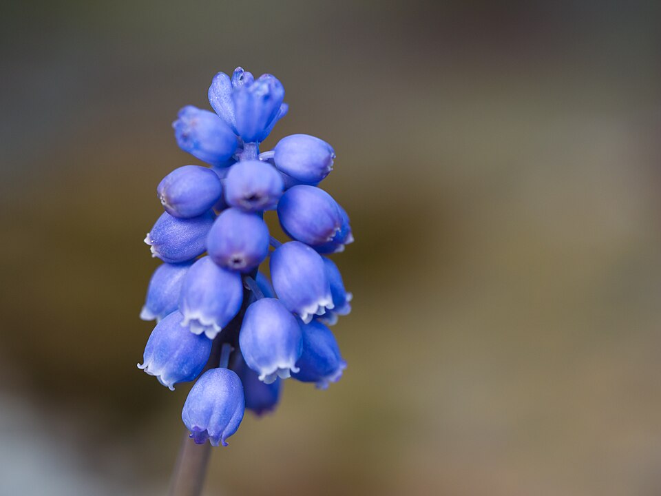 Muscari (Grape hyacinths) (alternate view 2)