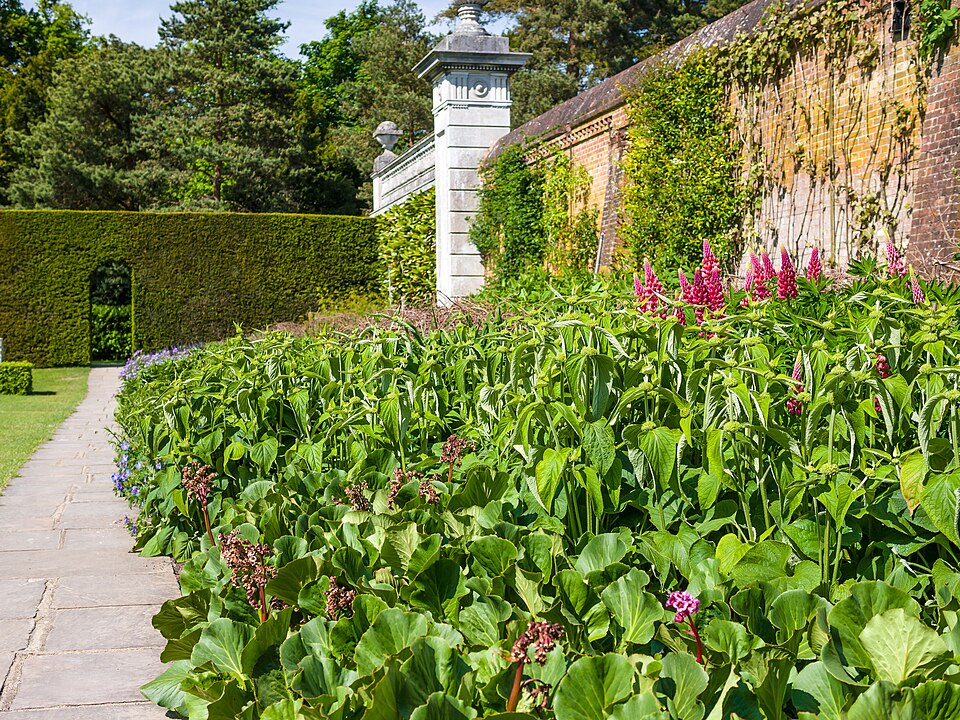 Bergenia (elephant-ears) (alternate view 3)