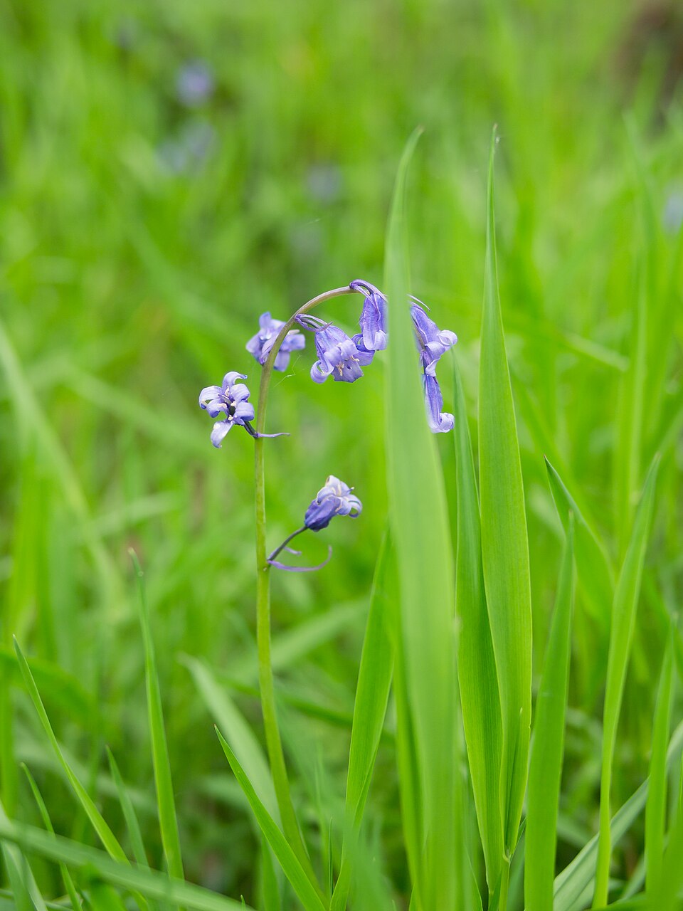 Hyacinthoides non-scripta (bluebell)