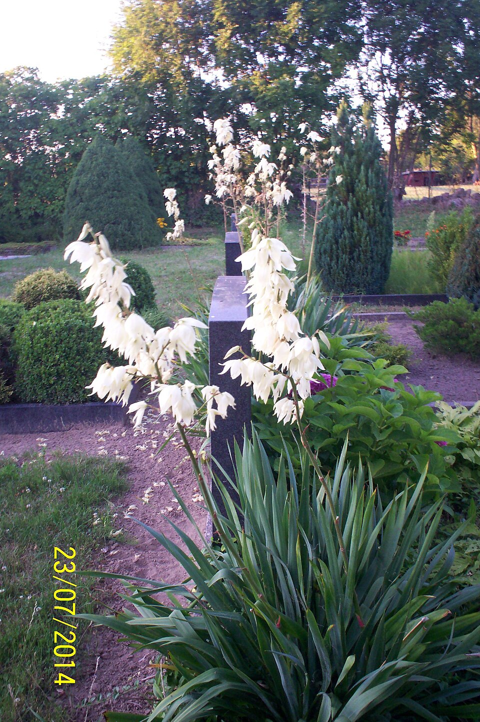 Yucca filamentosa (yucca) (alternate view 10)