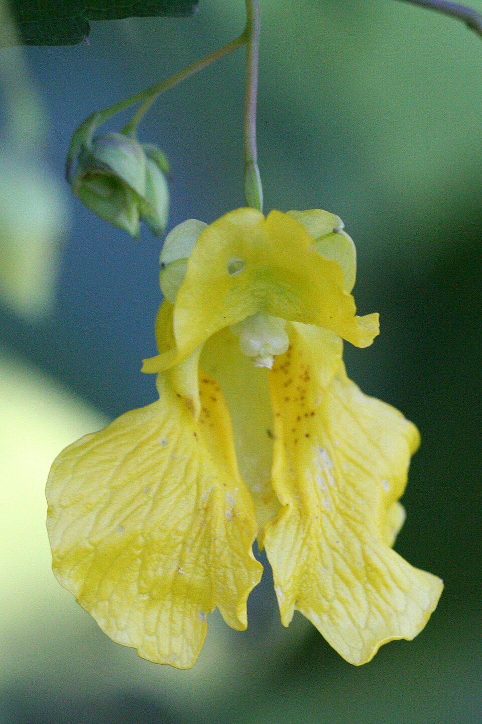 Impatiens pallida (pale jewelweed)