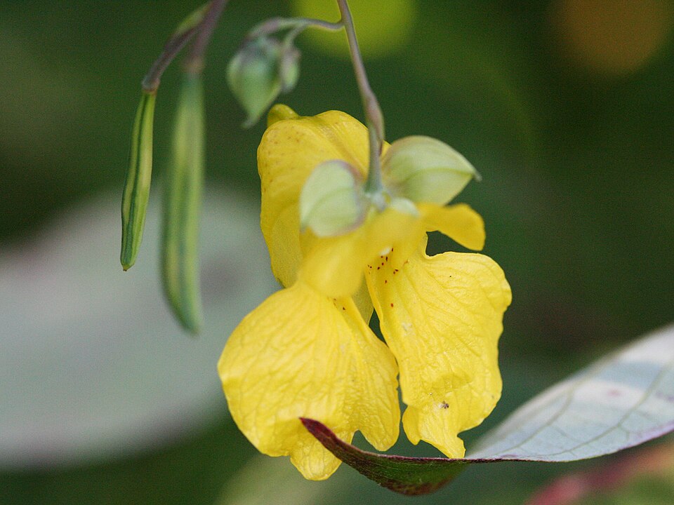 Impatiens pallida (pale jewelweed)