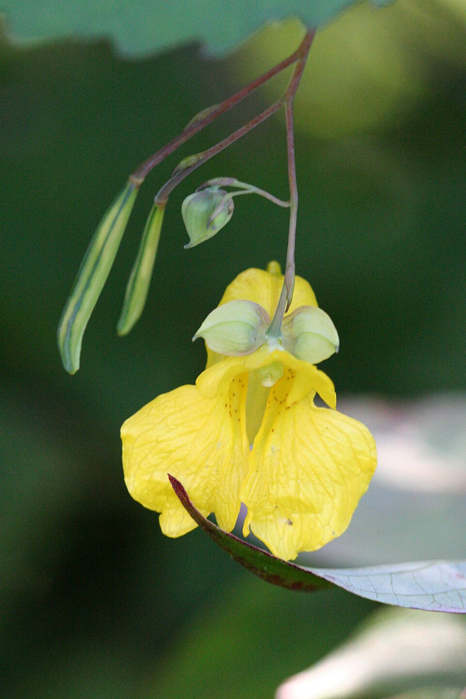 Impatiens pallida (pale jewelweed)